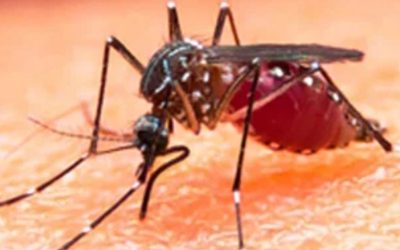 ডেঙ্গু নিয়ে ৫ বার্তা স্বাস্থ্য মন্ত্রণালয়ের