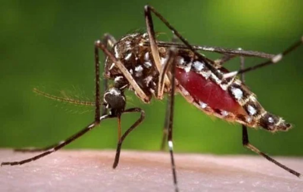 ডেঙ্গুতে ১২ জনের মৃত্যু, হাসপাতালে ভর্তি ২৯৫৯