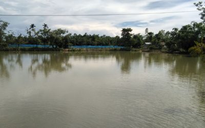 ভারী বর্ষণে ভেসে গেছে ৭১৩ কোটি টাকার মাছ