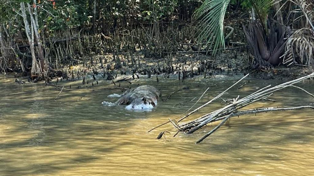 সুন্দরবনের খালে ভাসছে বাঘের মরদেহ